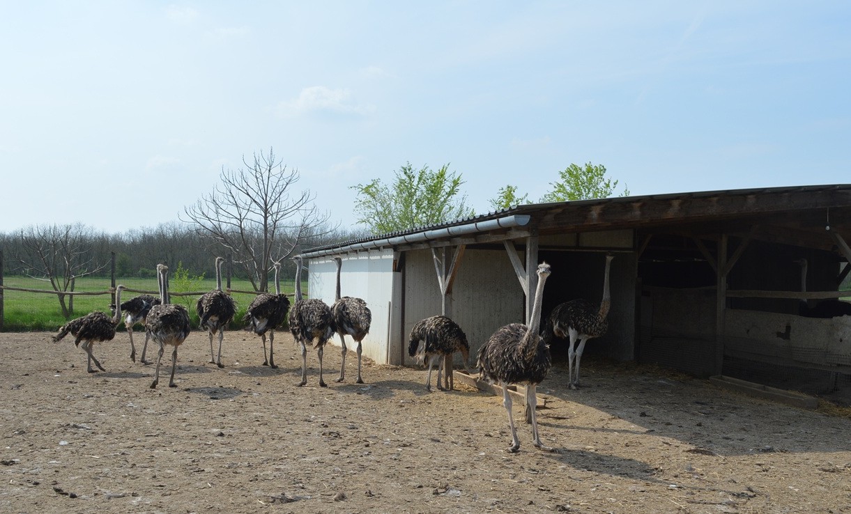 DSC_0927.JPG